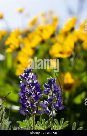Beau mélange de fleurs de racines de lupin et de baumes qui poussent sur un paysage de steppe arbustive à la fin du printemps et au début de l'été dans l'État de Washington. Banque D'Images