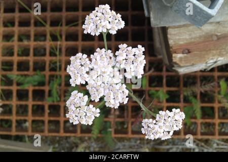 Plante à fleurs Achillea Nobilis ou Yarrow avec des têtes de fleurs blanches qui poussent du sol à travers la matrice carrée en métal rouillé à la fin de l'été ou à l'automne. Banque D'Images