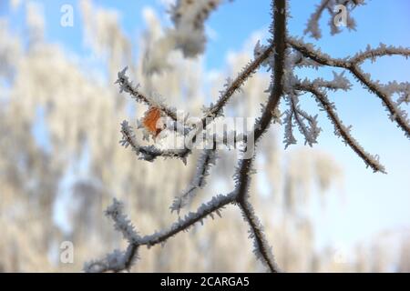 Des flocons délicats de neige et de glace sur les feuilles d'arbres à feuilles persistantes et des aiguilles de pin Banque D'Images