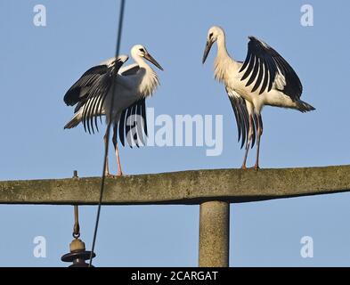 Reitwein, Allemagne. 06e août 2020. Deux cironies blanches (Ciconia ciconia) se tiennent sur un poteau de puissance. Credit: Patrick Pleul/dpa-Zentralbild/ZB/dpa/Alay Live News Banque D'Images