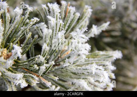 Des flocons délicats de neige et de glace sur les feuilles d'arbres à feuilles persistantes et des aiguilles de pin Banque D'Images