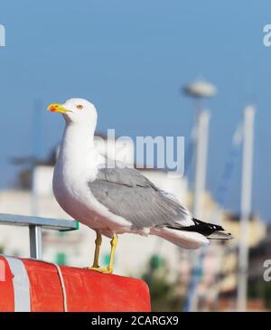 gros plan d'un mouette debout sur une bouée de sauvetage Banque D'Images