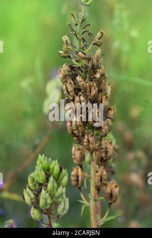 Delphinium champ à production de semences. Graines de fleurs de Delphinium. Plantation biologique dans le champ. Les plantes sont cultivées à partir de graines. Banque D'Images