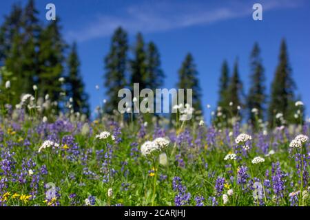 Variété de fleurs sauvages colorées et lumineuses des prairies alpines fleurissent dans l'herbe verte entourant le lac Tipsoo sur le sentier de randonnée de Naches Peak à Chinook Pass. Banque D'Images