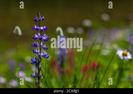 Variété de fleurs sauvages colorées et lumineuses des prairies alpines fleurissent dans l'herbe verte entourant le lac Tipsoo sur le sentier de randonnée de Naches Peak à Chinook Pass. Banque D'Images