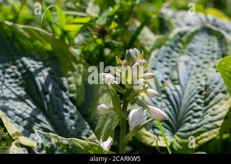 Fleurs d'un lys plantain, également appelé giboshi, Hosta sieboldiana ou Blaublatt Funkie Banque D'Images