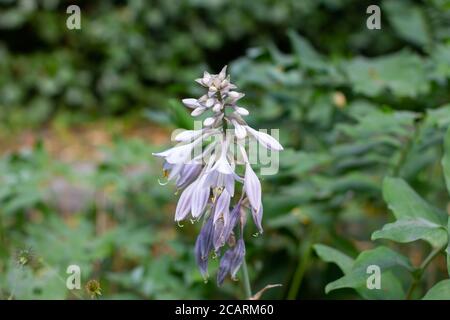 Fleurs d'un lys plantain, également appelé giboshi, Hosta sieboldiana ou Blaublatt Funkie Banque D'Images