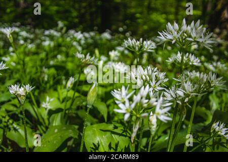 Ramson vert frais en fleurs (également appelé poireau sauvage ou ail sauvage) Est en pleine croissance dans la forêt en Allemagne Banque D'Images