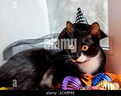 Chat noir avec chapeau de sorcière pour halloween. Isolé sur fond blanc. Banque D'Images