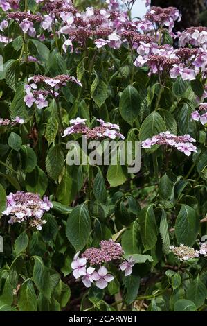 Manque excessif de chaleur et d'eau, Hydrangea aspera plante réduit la perte d'eau par l'évocation, la transpiration, laissant les feuilles flétrissent auto-préservation, craie Banque D'Images