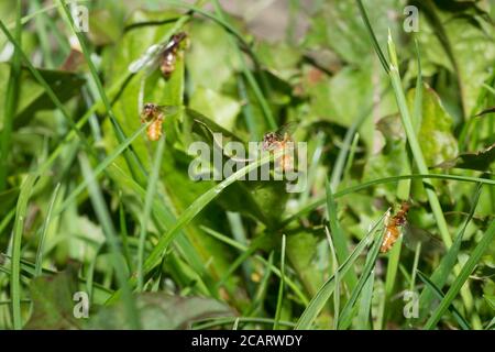 L'essaimage des fourmis du Roi et de la Reine déclenché par la haute température après la pluie d'été la veille, escalade des lames d'herbe pour prendre le vol, Lasius niger Banque D'Images