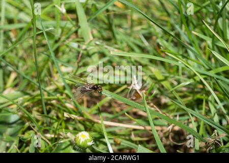 L'essaimage des fourmis du Roi et de la Reine déclenché par la haute température après la pluie d'été la veille, escalade des lames d'herbe pour prendre le vol, Lasius niger Banque D'Images