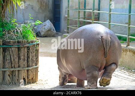 grand hippopotame vu de derrière dans un zoo Banque D'Images