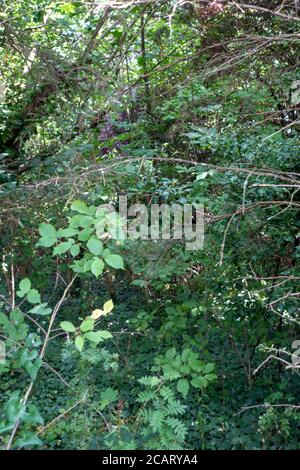 Zone boisée dense et très surcultivée Banque D'Images