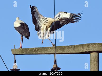 Reitwein, Allemagne. 06e août 2020. Deux cironies blanches (Ciconia ciconia) se tiennent sur un poteau de puissance. Credit: Patrick Pleul/dpa-Zentralbild/ZB/dpa/Alay Live News Banque D'Images