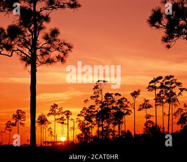 Les arbres ont été taillés contre un ciel orange de sunet dans les Everglades Parc national dans le sud de la Floride aux États-Unis Banque D'Images