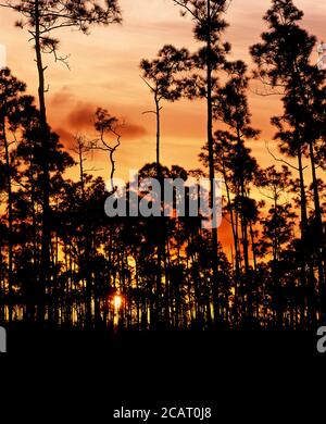 Les arbres ont été taillés contre un ciel orange de sunet dans les Everglades Parc national dans le sud de la Floride aux États-Unis Banque D'Images