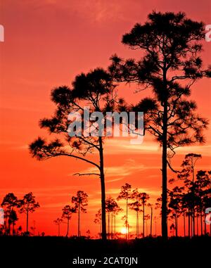 Les arbres ont été taillés contre un ciel orange de sunet dans les Everglades Parc national dans le sud de la Floride aux États-Unis Banque D'Images