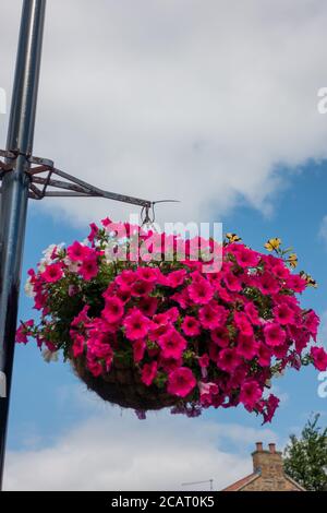 Grand panier suspendu de pétunia rouge Banque D'Images