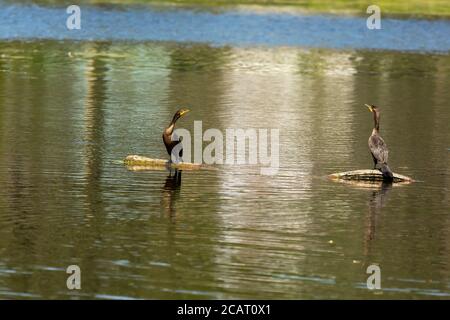 Le Cormorant à double crête sur le lac Banque D'Images