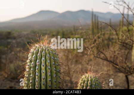 Cactus dans la réserve de biosphère de Tehuacan Cuicatlan Banque D'Images