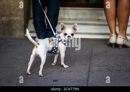Photo d'un chien chihuahua blanc debout dans la rue Banque D'Images