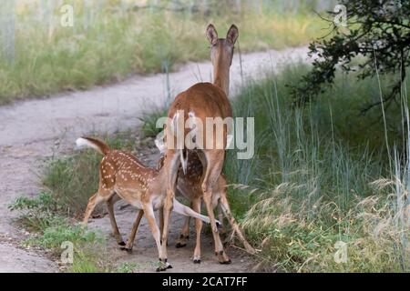 Une paire de jeunes jumeaux de cerfs allaitent agressivement de leur mère alors qu'elle se tient patiemment sur un sentier dans un parc de la ville. Banque D'Images