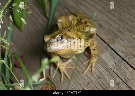 La grenouille européenne commune verte et jaune s'incline vers l'appareil photo tout en étant assise sur une planche de bois dans un jardin. Un portrait captivant. Banque D'Images