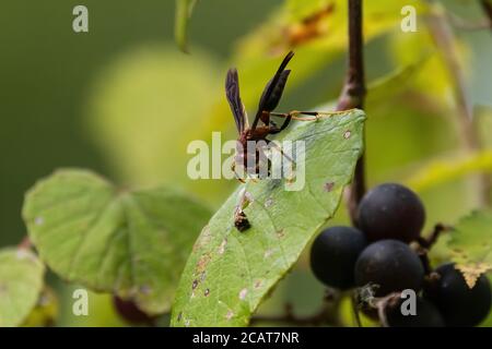 Guêpe en papier annelé reposant sur la feuille d'une vigne tout en tenant un morceau de nourriture dans ses pattes avant et ses mandibles. Banque D'Images