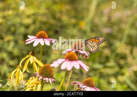 Un beau monarque au milieu des fleurs. Banque D'Images