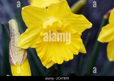 Narcisse est un genre de plantes vivaces à fleurs printanières de la famille des Amaryllis, Amaryllidaceae. Banque D'Images