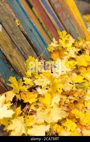 Feuilles d'érable d'automne colorées sur une vieille planche en bois. Feuilles jaunes sèches à proximité d'une clôture en bois mal peinte. Naturel, feuillage d'automne, saison, textures co Banque D'Images