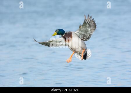 Canard colvert mâle en vol arrivant à la terre ferme Banque D'Images