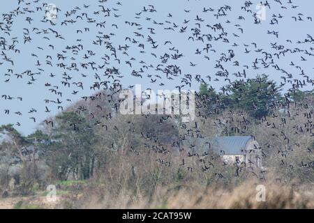 Les oies de Brent en migration remplissent le ciel au-dessus de l'épinon du nord Du comté de Wexford dans le sud de l'Irlande Banque D'Images