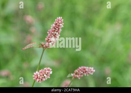 Fleurs roses de Redshank / Polygonum persicaria syn. Persicaria maculosa. Mauvaises herbes agricoles courantes autrefois utilisées comme plante médicinale dans l'herborisme Banque D'Images