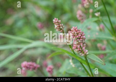 Fleurs roses de Redshank / Polygonum persicaria syn. Persicaria maculosa. Mauvaises herbes agricoles courantes autrefois utilisées comme plante médicinale dans l'herborisme Banque D'Images