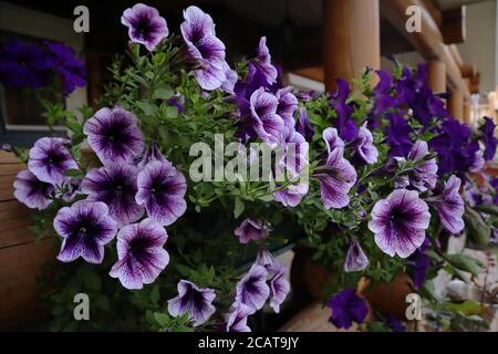 Pétunia dans le jardin. Fleurs violettes. Décoration de fenêtres à l'extérieur sur le fond d'une maison en bois Banque D'Images
