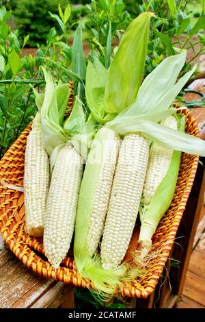 Maïs sur l'épi, fraîchement râpé et non cuit Banque D'Images