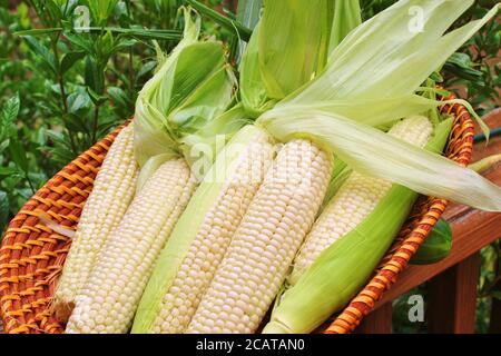 Maïs sur l'épi, fraîchement râpé et non cuit Banque D'Images