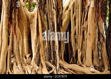 Banyan Tree (Ficus), racines aériennes graphiques et tronc divisé, aventure dans la jungle. Banque D'Images