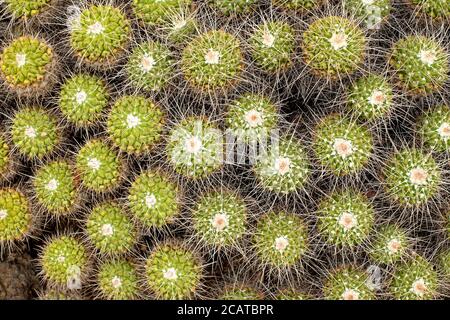 Motif graphique Cactus avec vue de dessus pour toile de fond ou arrière-plan. Banque D'Images