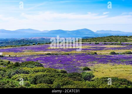 Champ violet au bord de la mer en Sardaigne, Italie Banque D'Images