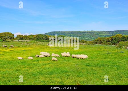 troupeau de moutons dans un champ vert et jaune Banque D'Images