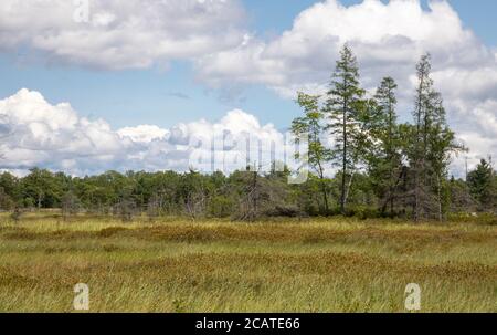 Terres humides verdoyantes à la réserve naturelle de Torrance Barrens à Muskoka. Banque D'Images