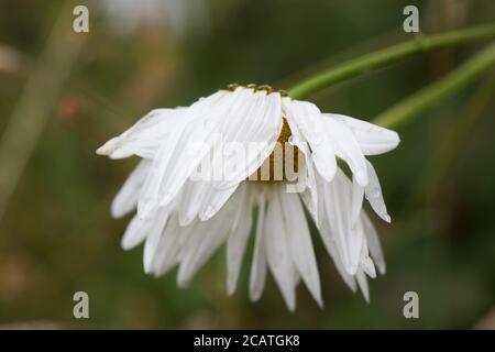 Une fleur de Marguerite en train de mourir. Banque D'Images