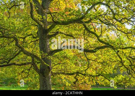 Chêne aux couleurs d'automne sur les feuilles Banque D'Images