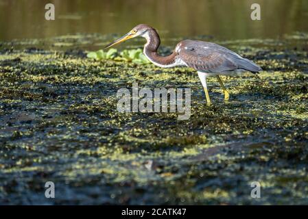 Héron tricolore juvénile (Egretta tricolor) barbotant dans la rivière Guana à Ponte Vedra Beach, Floride. (ÉTATS-UNIS) Banque D'Images