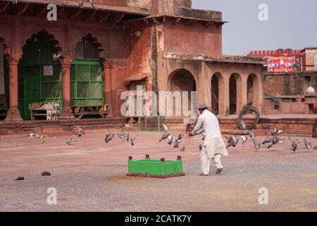 Agra / Inde - février 12, 2020: Homme musulman en vêtements traditionnels blancs nourrissant des pigeons dans la cour intérieure de la mosquée de Jama Banque D'Images