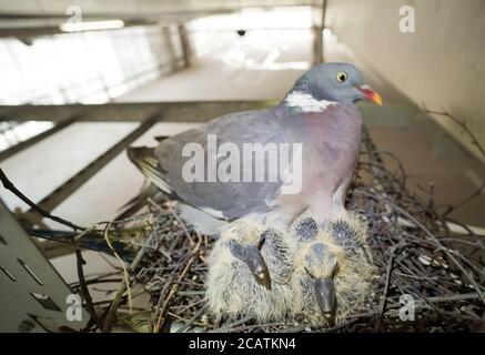 Le pigeon en bois nichent dans un parking Banque D'Images