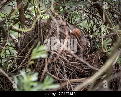 La queue d'aronde commune Possum (Pseudocheirus peregrinus) dans elle est rêve (nid). Péninsule de Mornington, Australie Banque D'Images